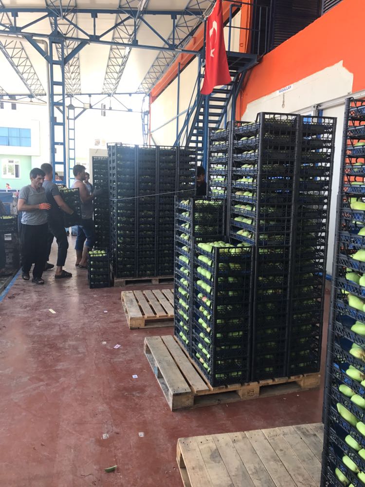 Hacıbaba Ticaret | Sabri Beyan | Beyan Tarım |Bursa'da Meyve Depoları | Bursa da Meyve Buzhaneleri |Bursa da Meyve Depoları | Bursa da Meyve Buzhaneleri | Meyve Depoları | Gürsu Meyve Depoları | Meyve Buzhaneleri | Bursa meyve buzhaneleri, bursa meyve depoları
